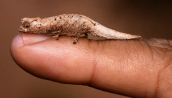 Un nouveau caméléon miniature découvert par des touristes à Madagascar