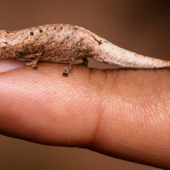 Un nouveau caméléon miniature découvert par des touristes à Madagascar