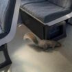 One of the offending squirrels. Pic: Great Western Railway