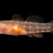 New 'grumpy' fish species discovered