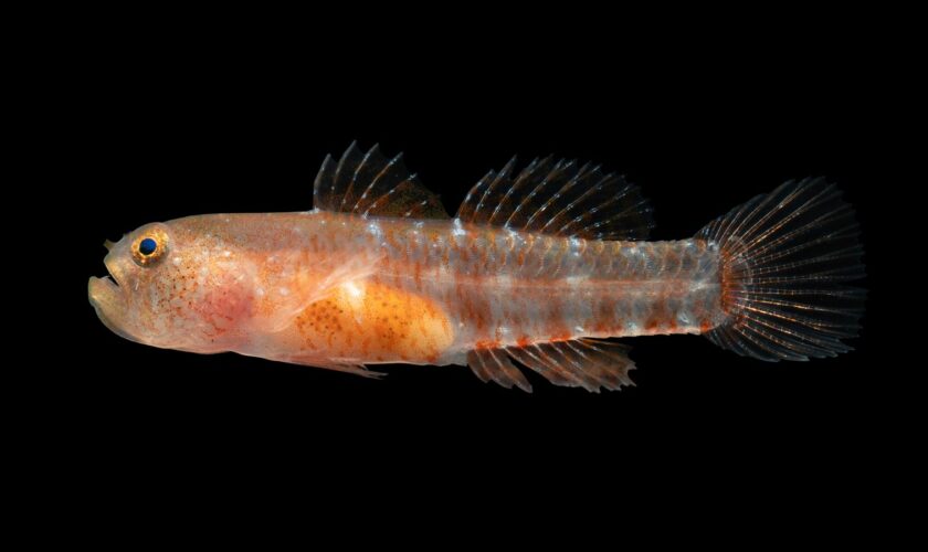 New 'grumpy' fish species discovered