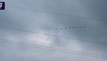 Tote und geschwächte Zugvögel durch Unwetter