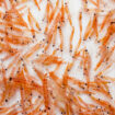 Les excréments du krill, un réservoir de stockage du carbone mésestimé