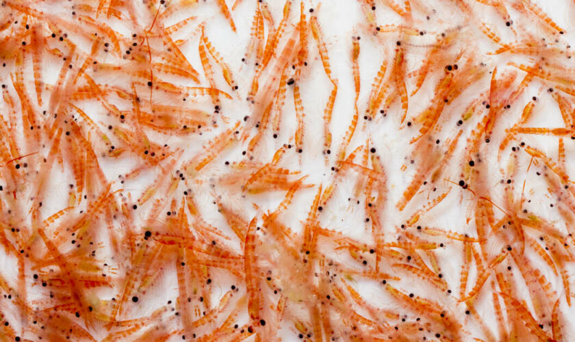 Les excréments du krill, un réservoir de stockage du carbone mésestimé