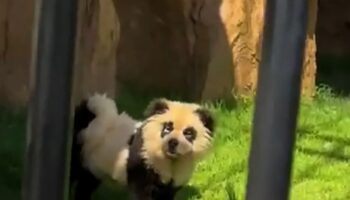 Chinese zoo admits that their pandas are ‘painted dogs’ after backlash from visitors