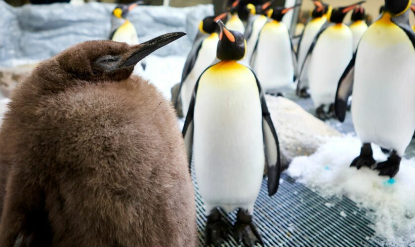 Pesto the penguin chick weighs as much as his parents combined