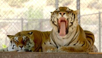 In den USA leben mehr Tiger als in Indien