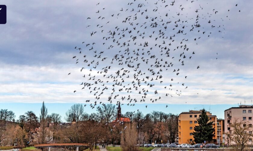 Auf der Suche nach dem Brandenburg-Tempo