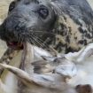 Sheba celebrates her 49th birthday with a fish cake. File pic: Barry Williams/Cornish Seal Sanctuary