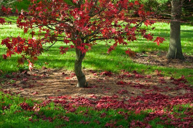 Best time of year to prune acers - and it’s much later than you think