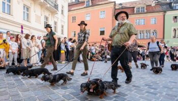 Dackelparade: Rekordzahl von 1.175 Dackeln zieht durch Regensburg