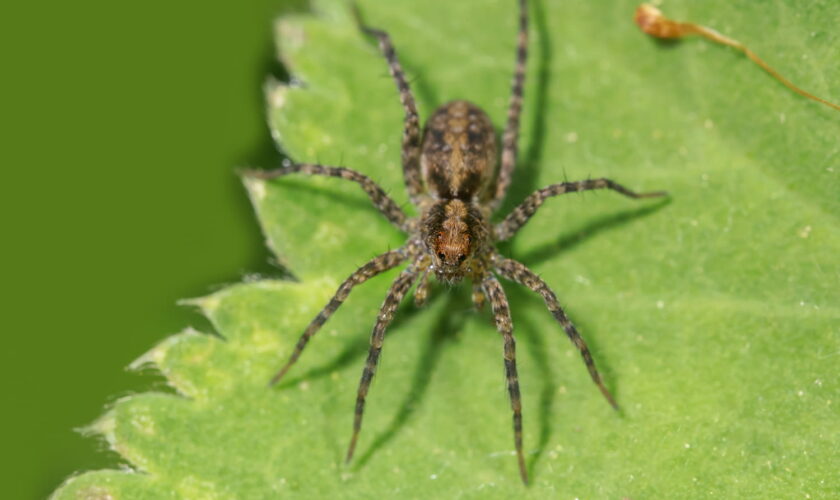 Attention cette plante attire les araignées, beaucoup l'ont à la maison