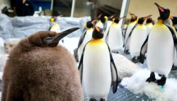 Meet Pesto, a 22-kilogram king penguin chick who’s quickly becoming the latest social media sensation