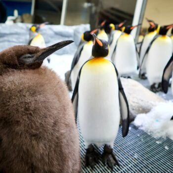 Meet Pesto, a 22-kilogram king penguin chick who’s quickly becoming the latest social media sensation