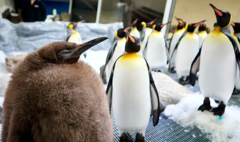 Meet Pesto, a 22-kilogram king penguin chick who’s quickly becoming the latest social media sensation