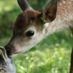 « Bambi, l’histoire d’une vie dans les bois » critiqué par une asso de défense des animaux, son producteur se défend