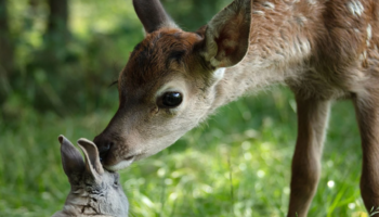 « Bambi, l’histoire d’une vie dans les bois » critiqué par une asso de défense des animaux, son producteur se défend