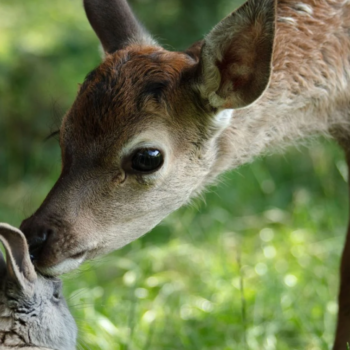 « Bambi, l’histoire d’une vie dans les bois » critiqué par une asso de défense des animaux, son producteur se défend