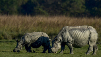 La population de rhinocéros indiens à une corne a quasiment triplé en 40 ans