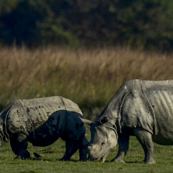 La population de rhinocéros indiens à une corne a quasiment triplé en 40 ans