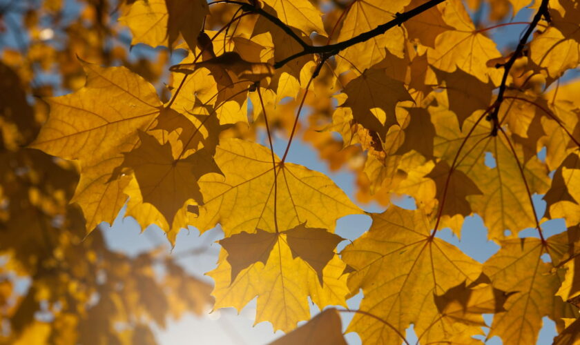 La météo d'octobre et novembre se précise : des détails sur les températures et la pluie