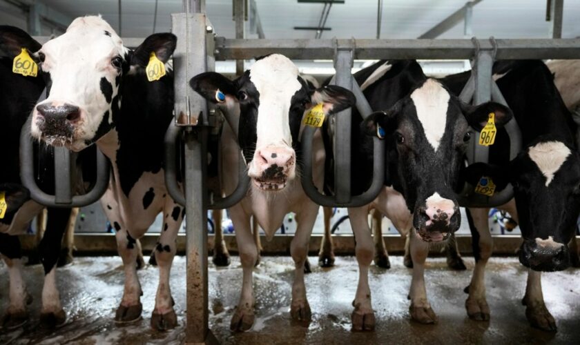 Dairy cows have been infected with H5N1 bird flu in multiple US states this year. Pic: AP