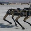 Vorbild US-Militär – Jetzt vergrößert die Bundeswehr ihr Rudel an Roboterhunden