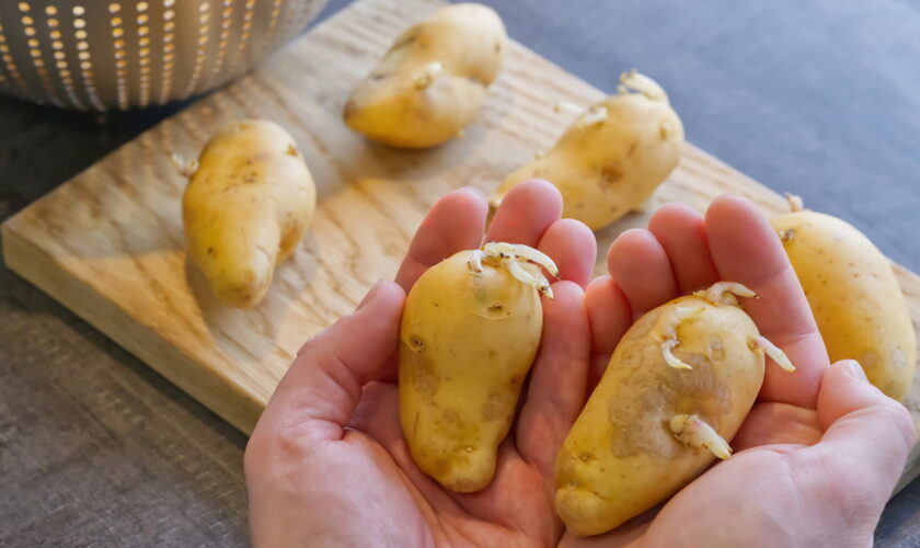 C'est LA solution pour éviter que vos pommes de terre germent, pourtant personne ne connaît cette astuce de grand-mère