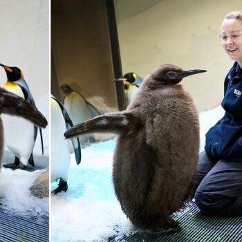 Meet Pesto, the 49-pound baby penguin going viral online