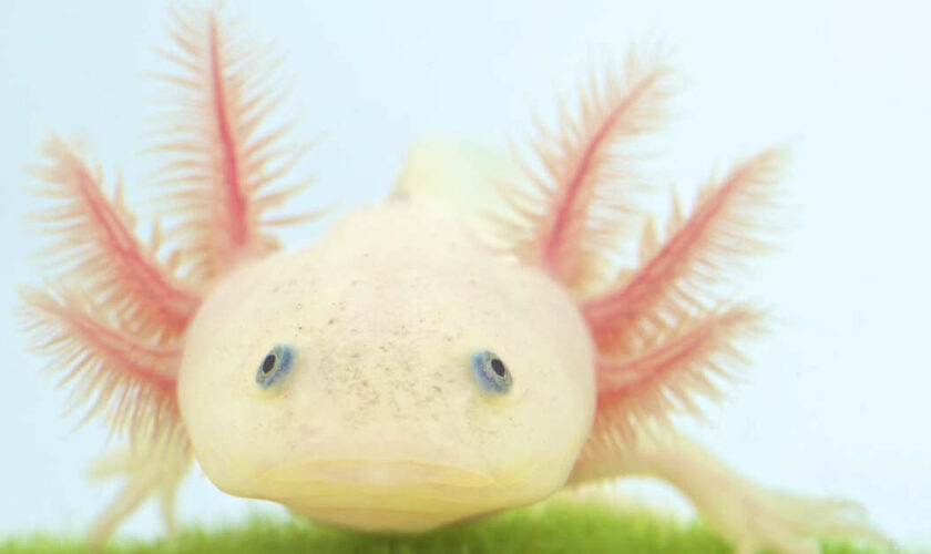 Les axolotls s’arrêteraient de vieillir après le premier tiers de leur vie