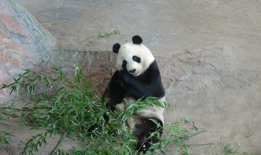 Un zoo finlandais renvoie deux pandas en Chine, car trop chers à entretenir