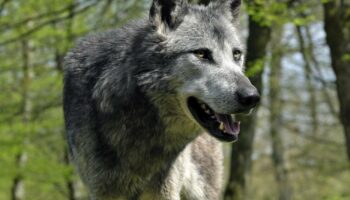 Les membres de l’UE ont donné leur accord pour réduire la protection des loups