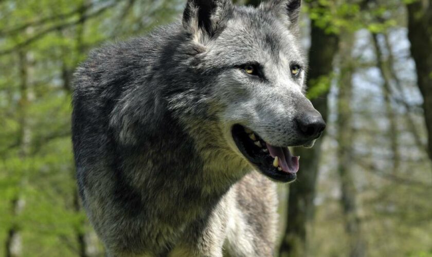 Les membres de l’UE ont donné leur accord pour réduire la protection des loups