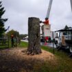 Aging and ailing, 'Message Tree' at Woodstock concert site is reluctantly cut down