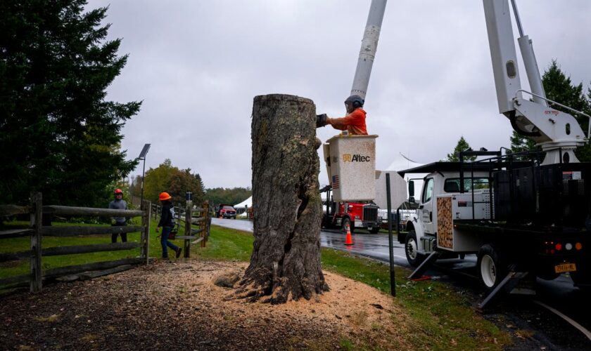 Aging and ailing, 'Message Tree' at Woodstock concert site is reluctantly cut down