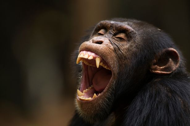 Famous chimpanzee rips baby from mum's arms and 'butchers her with tools'