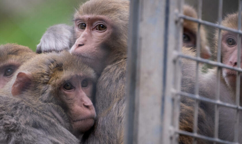 Expérimentation animale : la recherche française ne veut pas renoncer au sacro-singe