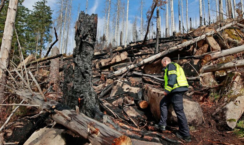 Waldbrand am Brocken: Rund 17 Hektar Wald im Nationalpark Harz wurden durch Feuer vernichtet