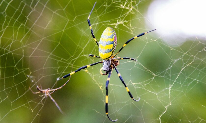 Giant Joro ‘flying’ spider continues march northward with Massachusetts sighting