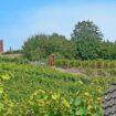 Wandertipp zum „besten Riesling der Welt“ in Unterfranken