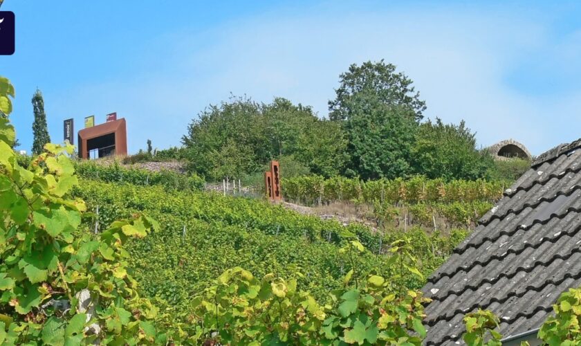 Wandertipp zum „besten Riesling der Welt“ in Unterfranken