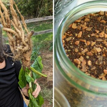 Chicory an all-natural alternative to chemically decaffeinated coffee, says homesteader