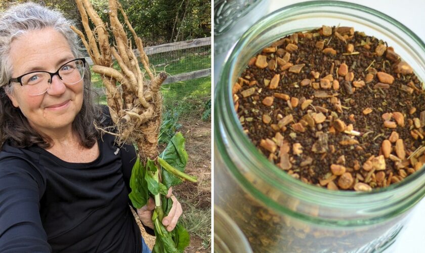 Chicory an all-natural alternative to chemically decaffeinated coffee, says homesteader