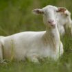 Cities are using sheep to graze in urban landscapes and people love it