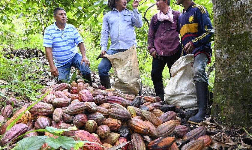 Cacao et vanille : la Colombie pousse ses paysans à abandonner la coca, en crise