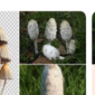 Sur Google, les photos de champignons générées par IA font courir de vrais dangers