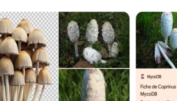 Sur Google, les photos de champignons générées par IA font courir de vrais dangers