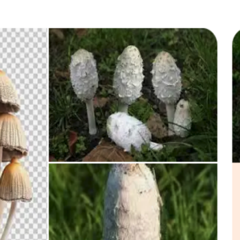 Sur Google, les photos de champignons générées par IA font courir de vrais dangers