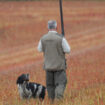 Loire : un chasseur tué d’une balle dans la tête lors d’une battue aux sangliers