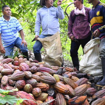 Cacao et vanille : la Colombie pousse ses paysans à abandonner la coca, en crise